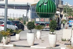 بطيخ جنين يعود إلى الواجهة