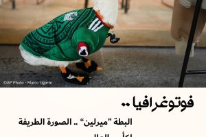 فوتوغرافيا : البطة “ميرلين” .. الصورة الطريفة لكأس العالم