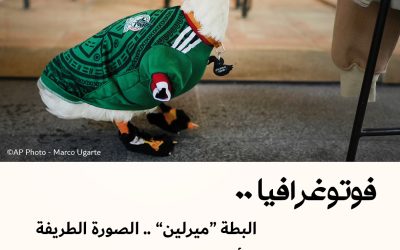 فوتوغرافيا : البطة “ميرلين” .. الصورة الطريفة لكأس العالم