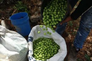 كفر راعي.. “عاصمة الكرز” التي أعادت صياغة مفهوم الاقتصاد الريفي في فلسطين
