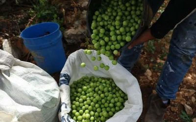 كفر راعي.. “عاصمة الكرز” التي أعادت صياغة مفهوم الاقتصاد الريفي في فلسطين
