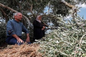 “مذبحة” تلاحق أشجار السماء في عرابة