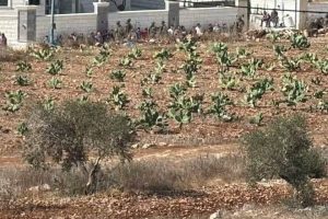 الاحتلال يُعيد فقوعة إلى سنوات العشرينيات