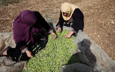 بينهن مسنة: إصابة خمس مواطنات بحالات اختناق أثناء قطفهن الزيتون في يتما جنوب نابلس